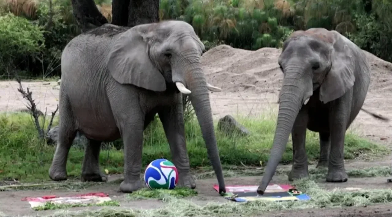 Mexico Zoo Animals Predict World Cup Winners Ahead of 2026 Tournament